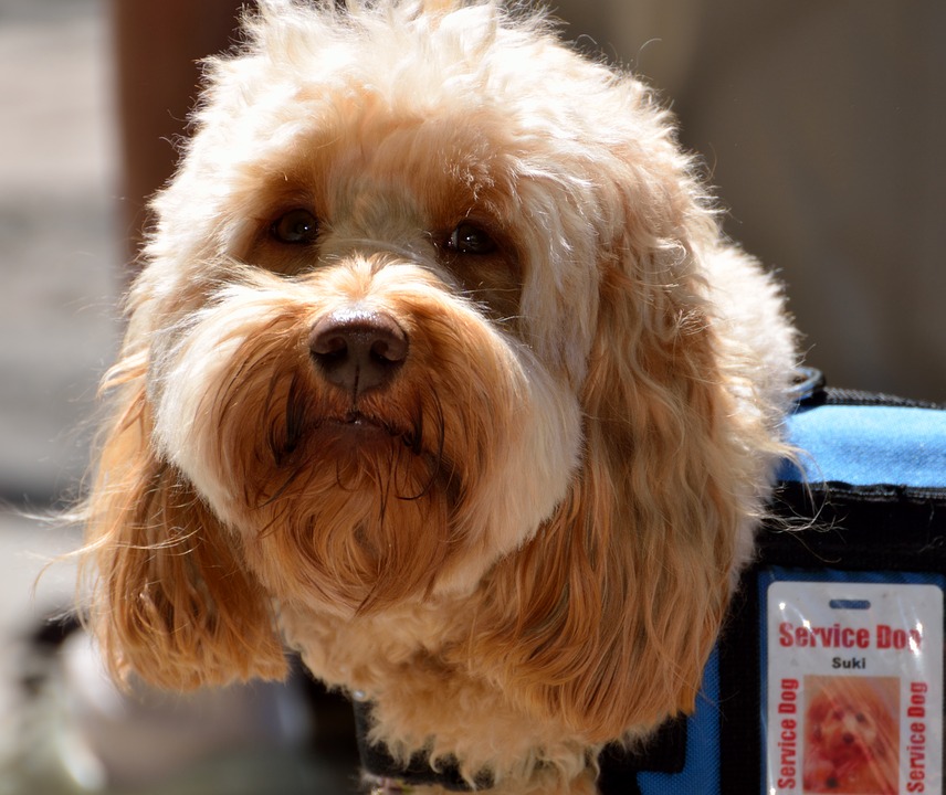 perros de terapia, duelo, muerte, apoyo mascota, mascotas y duelo, apoyo psicologico de animales