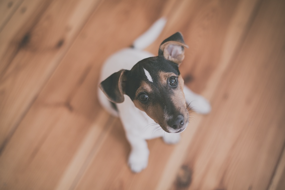 pérdida de una mascota