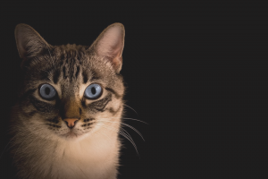 pérdida de una mascota