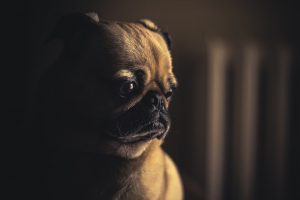 Cómo superar la muerte de mi perro