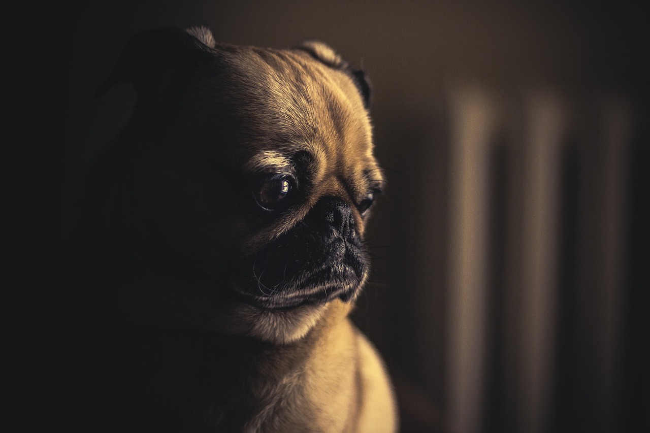 Cómo superar la muerte de mi perro