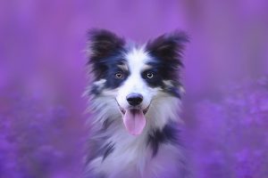 Cómo Superar la Muerte de una Mascota
